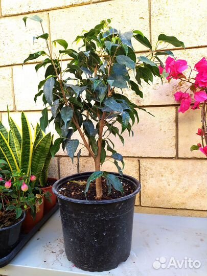 Цветы для дома. Растения