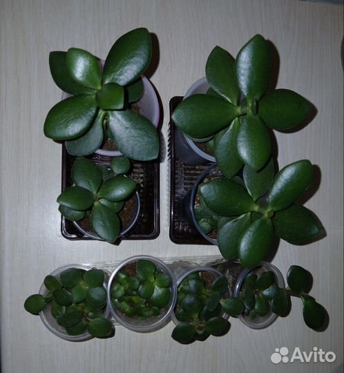 Толстянка, денежное дерево