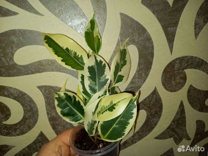 Фикус де гантель