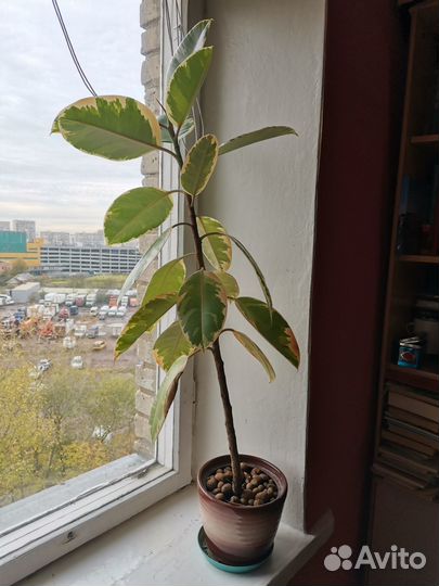 Фикус эластика тинеке