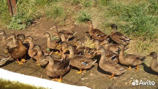 Подсадные утки