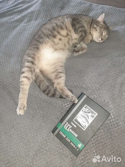 Передержка домашних кошек