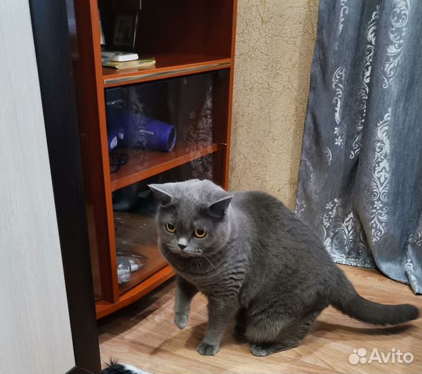 Британская кошка в дар