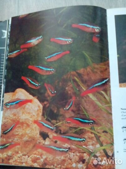 Книга Аквариум на чешском языке