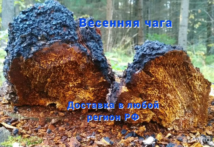 Чага, 1 кг, разные фракции