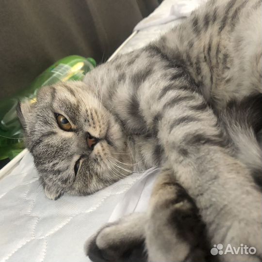 Шотландская вислоухая кошка