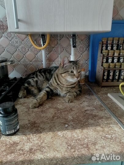 Найден кот