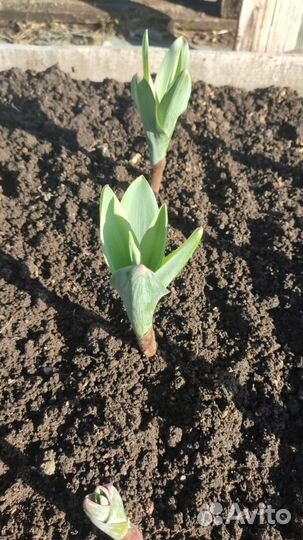 Лук Суворова, многолетний