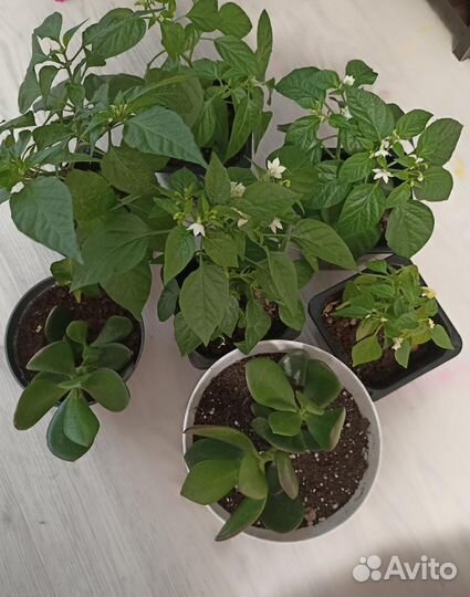 Перец острый красный