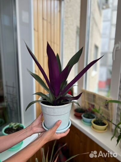 Традесканция рэо