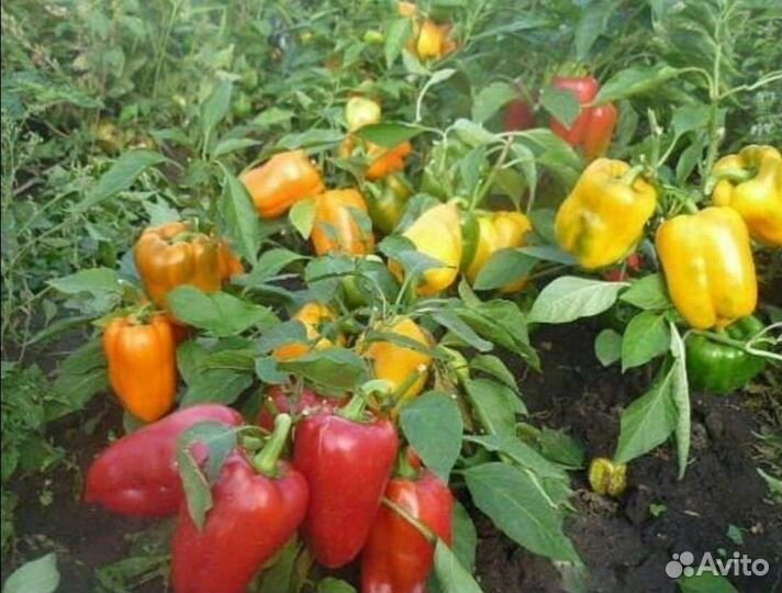 Рассада болгарского и острого перца