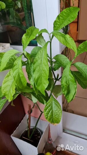 Пахистахис красный