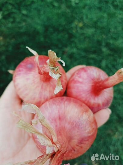 Лук на посадку