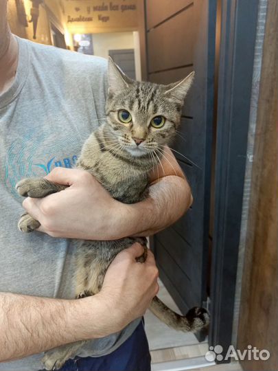 Продам бенгальскую кошку