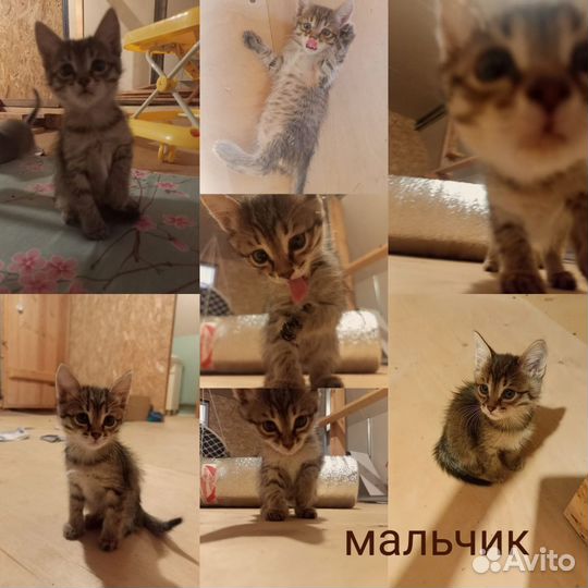 Котенок в добрые руки, бесплатно