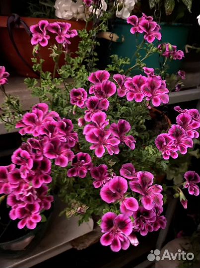 Пеларгония Ампельная Ангел