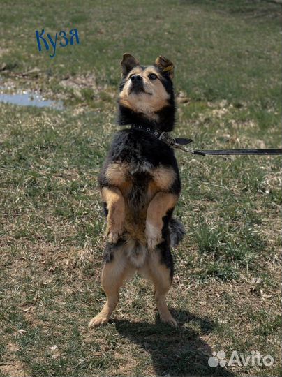Небольшие собачки ждут вас в приюте