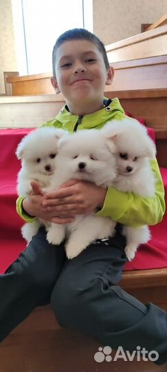 Щенки померанского шпица