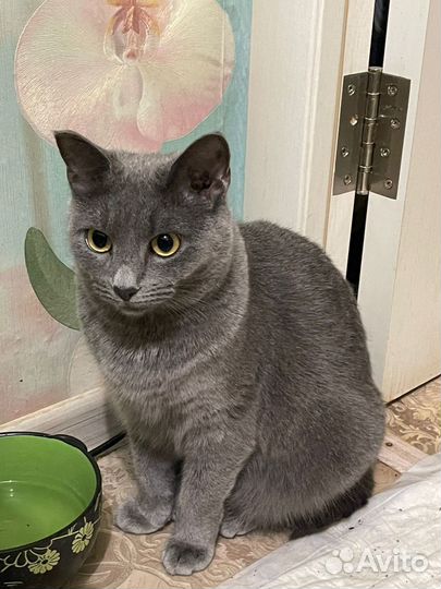 Кошечка ищет дом