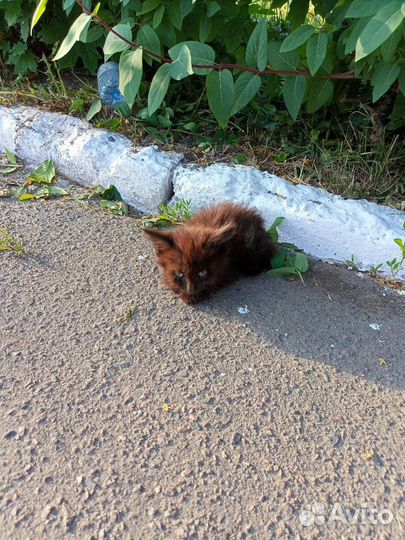 Котёнок ищет приют