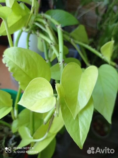 Сансевьерия, фикус Бенджамина,сциндапсус голден