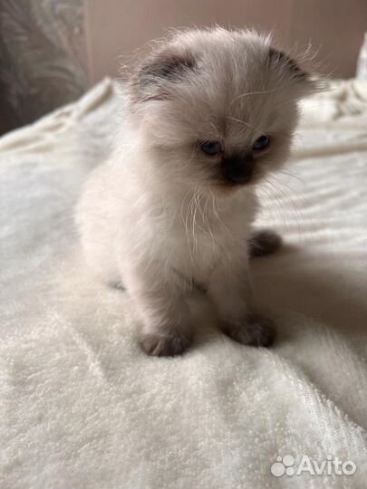 Сиамские котята