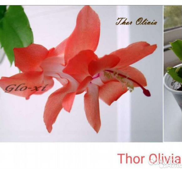 Сортовые декабристы, шлюмбергера