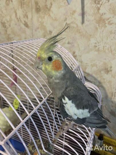 Попугай Корелла мальчик