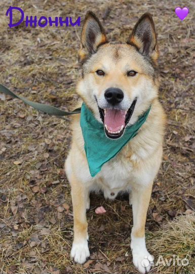 Собака из приюта ищет хозяина