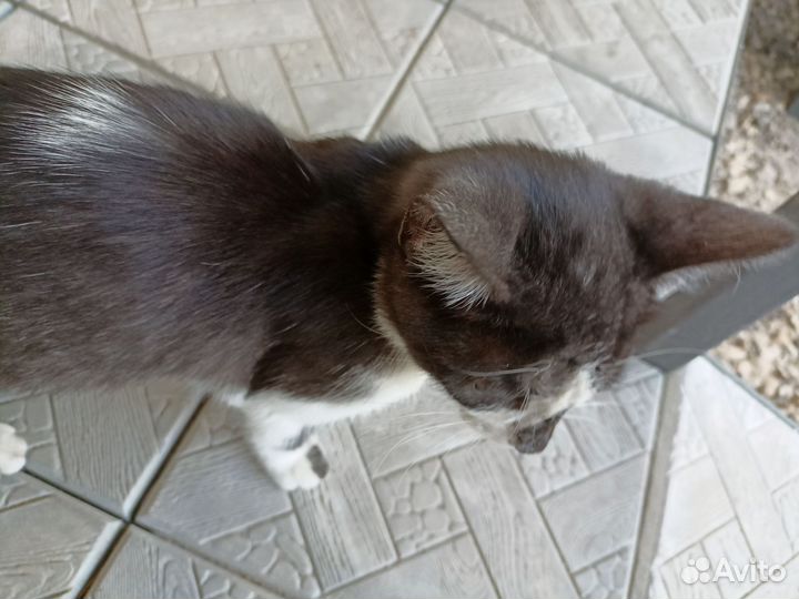 Котенок в добрые руки