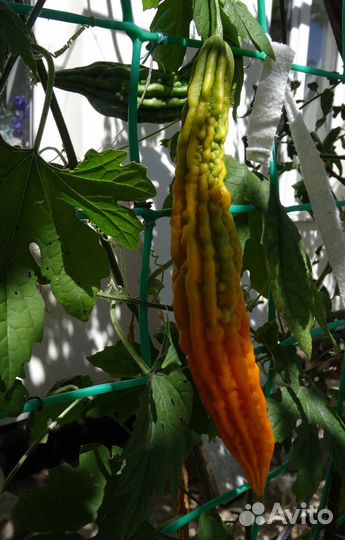 Семена Момордики