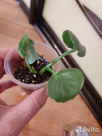 Филодендрон Хастатум