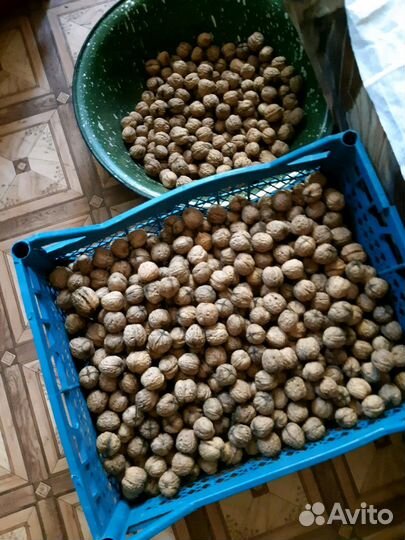 Саженцы грецкого ореха