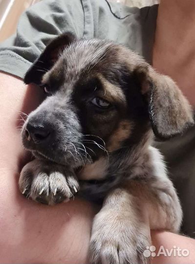 Щенок в добрые руки