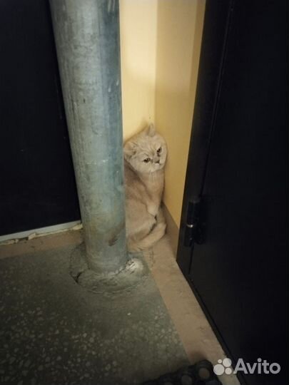 Кошка
