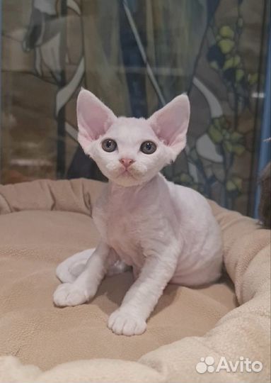 Котята девон-рекс
