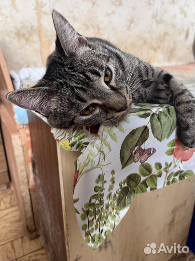 Котик в дар