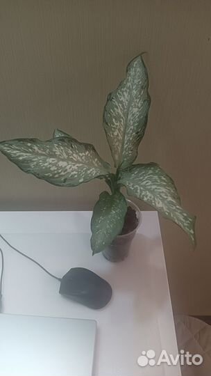 Диффенбахия