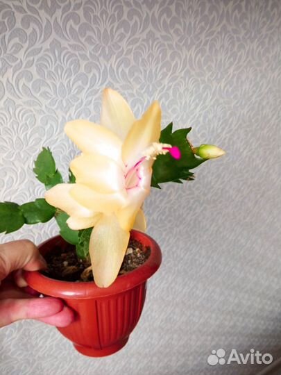 Комнатные растения цветущие