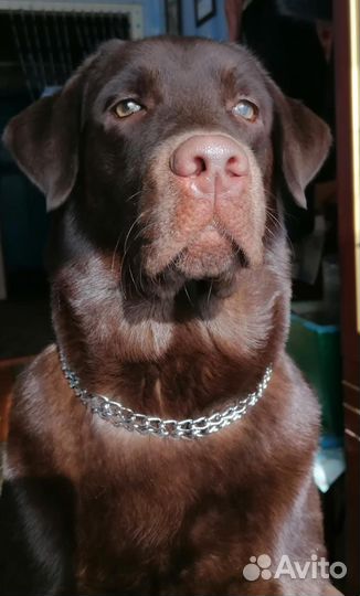 Щенки лабрадора шоколадные