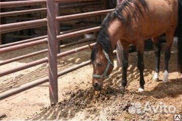 Перегной конский