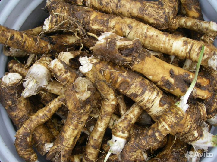 Корень хрена