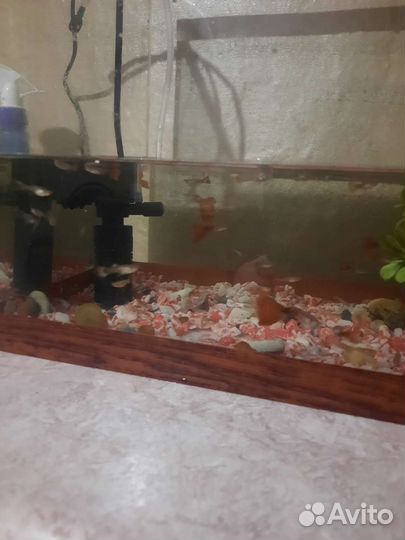 Аквариумные рыбки гуппи