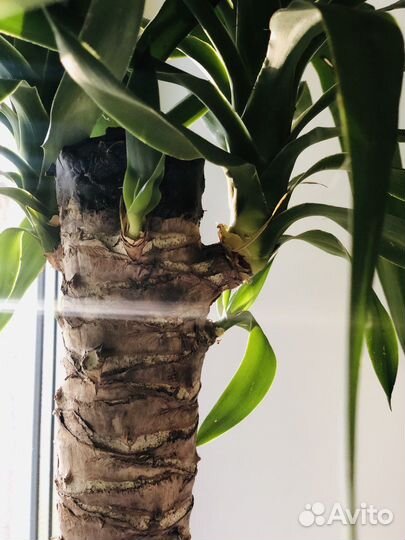 Пальма юкка