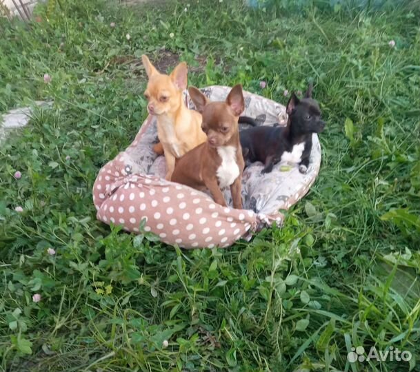 Щенки чихуахуа