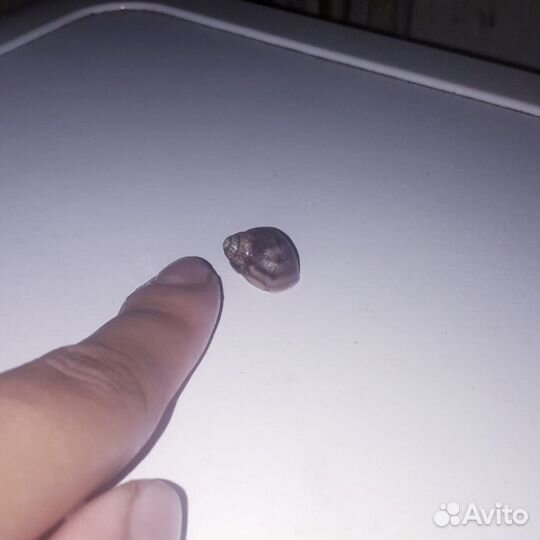 Улитки ахатины бесплатно