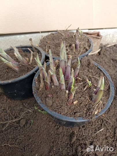 Растения цветы для сада