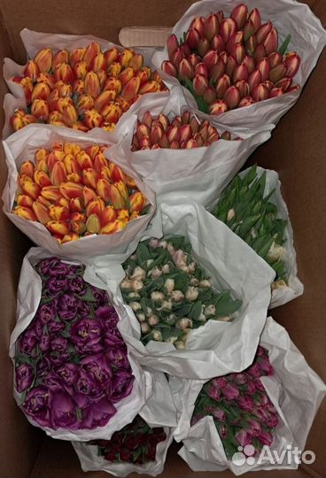 Тюльпаны оптом 85