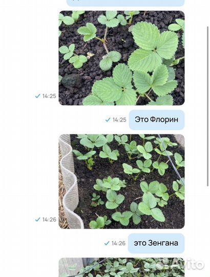 Клубника на рассаду