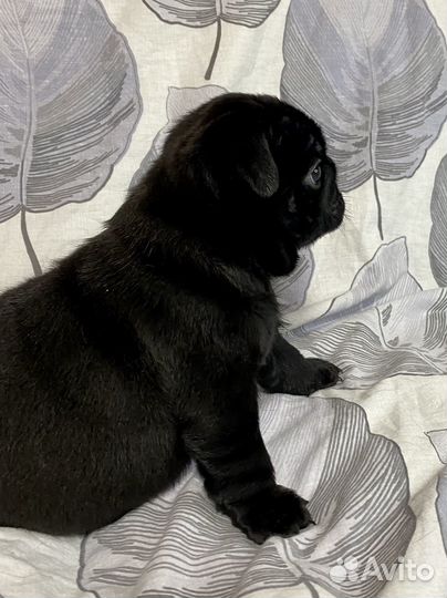 Щенки мопса